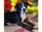 Adopt Keke a Labrador Retriever, Terrier