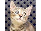 Adopt Callie a Domestic Short Hair