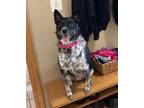 Adopt Penny a Cattle Dog, Border Collie