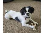 Adopt Rosie a Japanese Chin