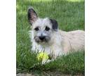 Adopt Lady Tremaine a Wheaten Terrier