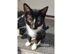 Adopt Selkie Clinton Kitten (Hot Pink) M. a Domestic Short Hair