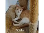 Adopt Goldie M. a Domestic Short Hair