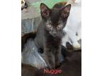Adopt Nuggie Clinton Kitten (Lt. Pink) M. a Domestic Short Hair