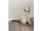 Adopt Kimba 4487 a Siamese