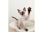 Adopt Fawn 4486 a Siamese