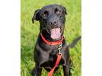 Adopt Lola (Papaya) a Mastiff, Labrador Retriever
