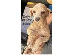 Adopt Dolly a Poodle