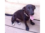 Adopt Spring a Terrier, Dachshund