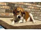 Adopt Heather a Beagle, Mixed Breed