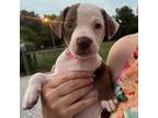 Adopt Dewdrop a Terrier