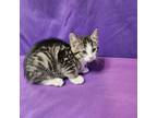 Adopt Gretel a Domestic Short Hair