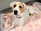 Adopt CHEERIO a Beagle