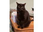Adopt Ceilo a Domestic Short Hair