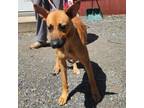 Adopt Vega a Black Mouth Cur, Mixed Breed