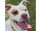 Adopt Clover a Mixed Breed