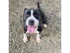 Adopt Dolce a Mixed Breed