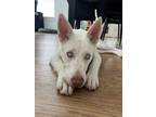 Adopt 24-068 Zoey a Siberian Husky, Shepherd