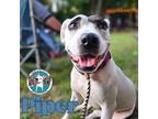 Adopt Piper Affectionate Perfect Pocket Pittie a American Staffordshire Terrier