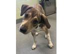 Adopt Princess Puppy a Shepherd, Mixed Breed