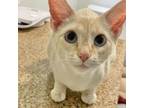 Adopt Trudy Proud TL a Siamese
