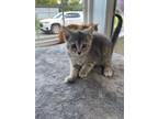 Adopt Madelyn (Kennel 5 Bottom) a Domestic Short Hair