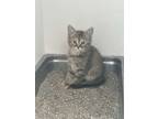 Adopt Mandie (Kennel 6 TOP) a Domestic Short Hair