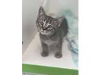 Adopt Masia (Kennel 6 Top) a Domestic Short Hair