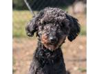 Adopt Nelly a Portuguese Water Dog