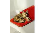 Adopt Tiger M a Domestic Short Hair, Tabby