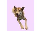 Adopt Petunia a Siberian Husky