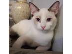 Adopt Lola (bonded w/ Lana) a Snowshoe
