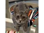 Adopt Lekesha a Domestic Short Hair