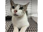 Adopt Inora a Domestic Short Hair