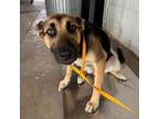 Adopt Kona a German Shepherd Dog