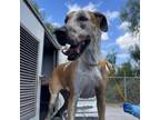 Adopt Billie Holiday a Great Dane