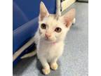 Adopt Laffy a Domestic Short Hair