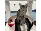 Adopt Taha a Domestic Short Hair