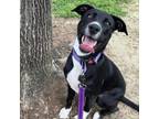 Adopt Mantis a Labrador Retriever