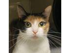 Adopt Patches a Domestic Short Hair