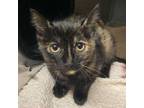 Adopt Biscuit a Domestic Short Hair