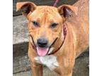 Adopt Bit O Honey a Carolina Dog, Basenji