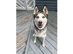 Adopt Blanche a Husky