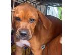 Adopt Liberty a Mixed Breed