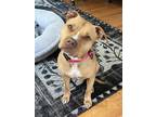 Adopt Beautiful Soulful Sola a Pit Bull Terrier