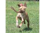 Adopt Gwen a Hound