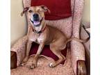 Adopt Carla a Pit Bull Terrier