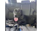 Adopt Zola a Labrador Retriever
