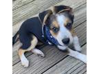 Adopt Rhonda a Mixed Breed