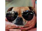 Adopt Peggy a Pug, Beagle